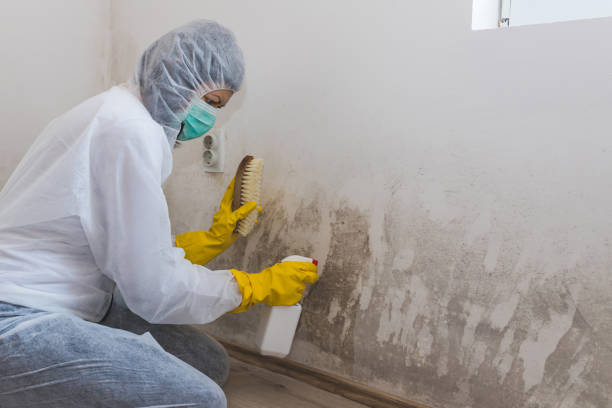 Best Attic Mold Removal  in Eagleview, PA